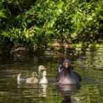 Mai 2019 am Tierschutzhof PFOTENHILFE
