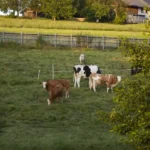 Tödlicher Unfall auf Alm