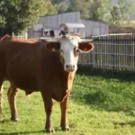 Tote Kärntner Kühe: alle 50 Jahre Kontrollen sind untragbar