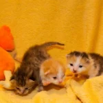 Tragödie um Katzenbabys im Bezirk Braunau