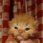 Unbekannter hat Katzenbaby die Pfoten verbrannt