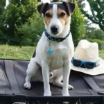 Mit dem Hund auf Reisen