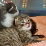 Nach Unfalltod der Mutter: Halter wollte Katzenbabys erschlagen!