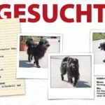 Unregistrierter Hund in Obertrum gefunden