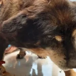 Uralten, sterbenskranken Hund bei Minusgraden auf Straße aufgegriffen