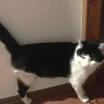 Verbotene Falle kostet Kater ein Bein: Strafanzeige wegen Tierquälerei