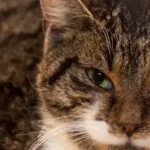 Vergiftete Katze Herta wieder stabilisiert