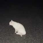 Kater bei Verkehrsunfall auf B147 schwer verletzt: