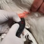 Verletzter Schwan aus Bürmooser See gerettet