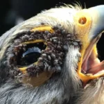 Verletzter Falke im Bezirk Braunau gefunden