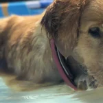 Das war der Juli in der PFOTENHILFE: