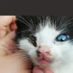 Vier schwer kranke Babykatzen gefunden