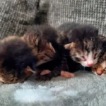 Update: Vier völlig hilflose Katzensäuglinge zum Waldrand geschmissen