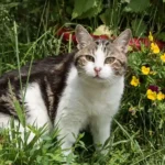 Vorsicht vor Mähunfällen