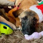 PFOTENHILFE: Weihnachten geht auch tierfreundlich