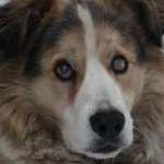 Weihnachten geht auch tierfreundlich.