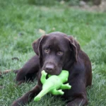 Weihnachts- und Silvesteropferbilanz –