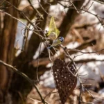 Weihnachtsbaum für Tiere – schön und nützlich