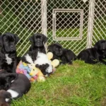 Dubioser Fall von Welpenschmuggel in OÖ