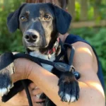 Welthundetag: schwer verletzter Maxi nach OP auf dem Weg der Besserung