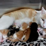 Weltkatzentag 8.8.: Österreichs Katzen haben keinen Grund zum Feiern