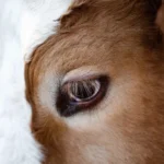 Weltmilchtag 1. Juni – und die Kühe?