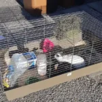 Kurz vor Welttierschutztag: