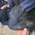 Wieder Tierquälerei in Salzburg: Krähe Federn ausgerissen