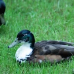 Wildente in Salzburg von Angelhaken befreit