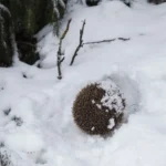 Wildtiere haben es derzeit besonders schwer