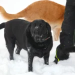 Winterurlaub mit Hunden