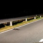 Zeitumstellung – für Tiere oft tödlich