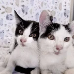 Zwei Katzenkinder neben Straße ausgesetzt – wer kennt sie?