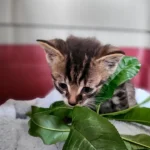 Zwei hilflose Katzenbabys beim Müll ausgesetzt