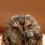 Zwei Käuze in Rauchfang gefangen –