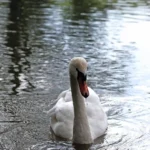 Zwischenfälle mit Schwänen