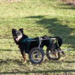 März 2019 am Tierschutzhof PFOTENHILFE