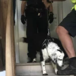 Schwerer Fall von Animal Hoarding: Behörde beschlagnahmte 12 Hunde