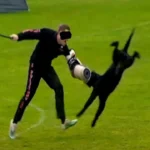 Auch OLG gibt Pfotenhilfe recht: Beiß-WM-Video samt Kritik ist zulässig