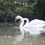 Unfassbar: Land OÖ ordnet Schwanenkindertötungen an!