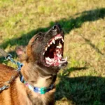 Tierquäler von Ansfelden erhält schockierend mildes Urteil: In spätestens 3 Monaten wieder frei!