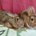 Kaninchenpaar ausgesetzt? Pfotenhilfe bittet um Hinweise
