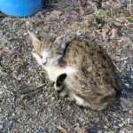 Jährlich über 11.300,- Euro Förderung für Pferde-Messie-Hof!