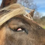 Pfotenhilfe deckt Pferdezuchtskandal auf Messiehof auf