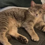 Chip sei Dank! Entlaufener Kater nach über neun Monaten zurück