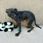 Tierquälerei-Prozess: Hunde durch Kämpfe schwerstverletzt und blutüberströmt