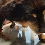 Gericht kritisiert Staatsanwalt: Auch Unterlassung ist Tierquälerei!