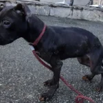 Pfotenhilfe holte 23 Hunde in erbärmlichem Zustand ab