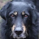 Kärntner Hundemörder: 1.000,- Euro Ergreiferprämie ausgelobt