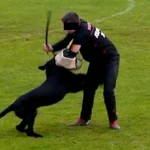 Etappensieg für den Tierschutz: NR Keck blitzt vor Gericht ab